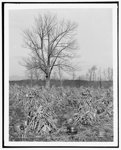 Corn and pumpkins, Berkshire Hills, Mass.