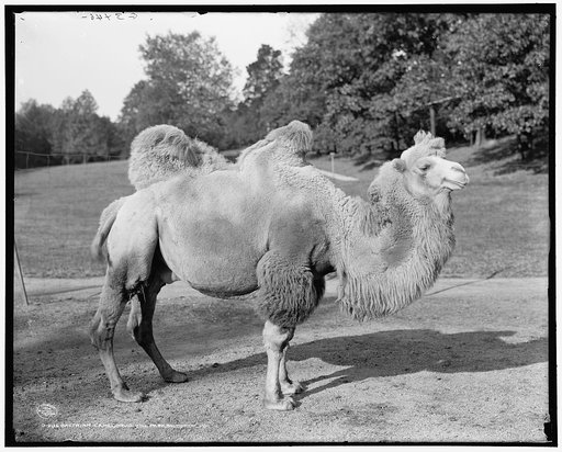 Bactrian camel, Druid Hill Park, Baltimore, Md.