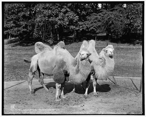 Bactrian camels, Druid Hill Park, Baltimore, Md.