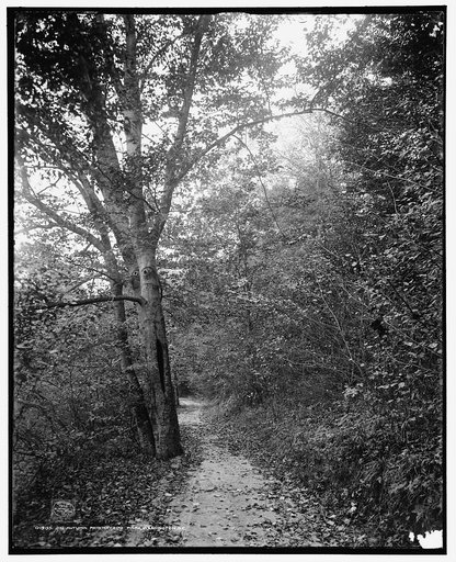 An Autumn pathway, zoo park [Rock Creek], Washington, D.C.
