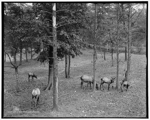 Elk in zoo park, Washington, D.C.
