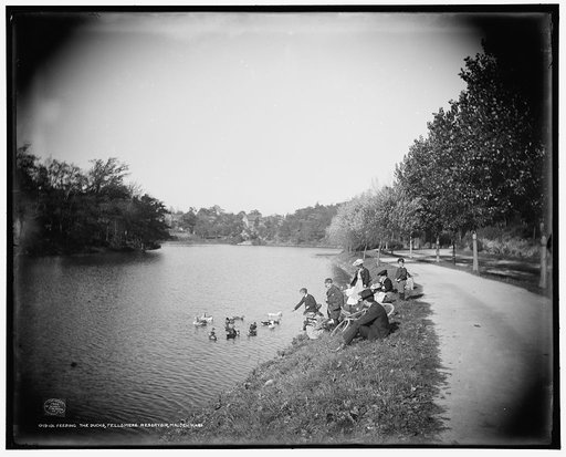 Feeding the ducks, Fellsmere reservoir, Malden, Mass.