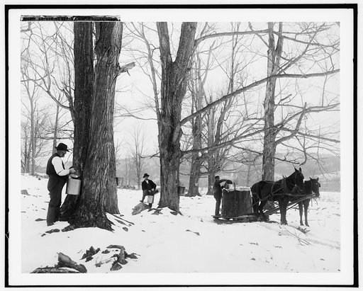 Gathering sap in a maple sugar camp