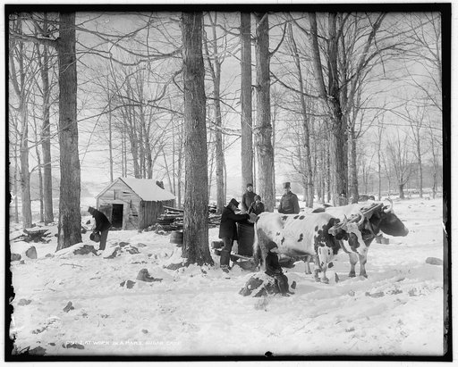 At work in a maple sugar camp