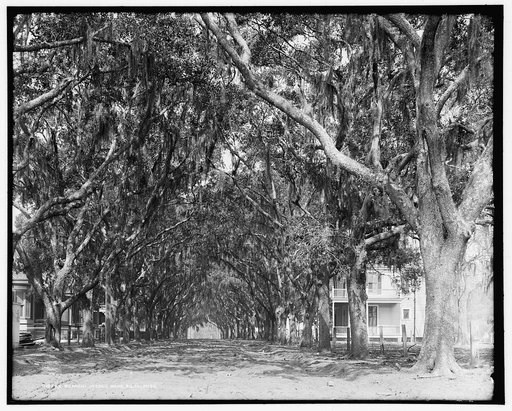Benachi Avenue oaks, Biloxi, Miss.