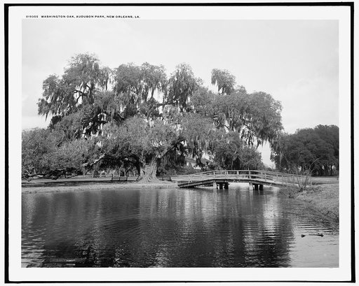Washington Oak, Audubon Park, New Orleans, La.
