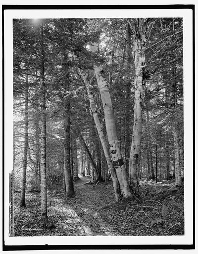 On riverside path, White Mts., N.H.