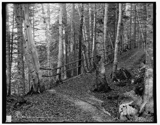 On the Ammonoosuc bridle path, White Mts., N.H.