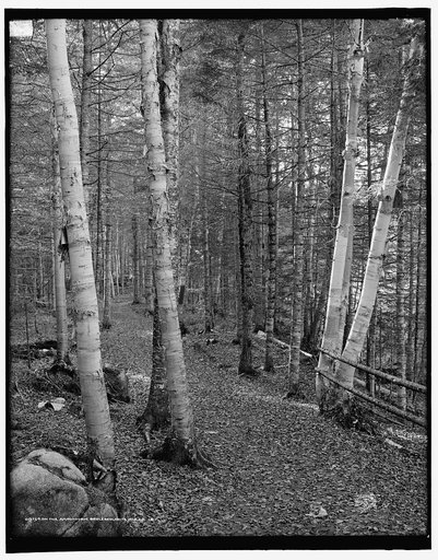 On the Ammonoosuc bridle path, White Mts., N.H.