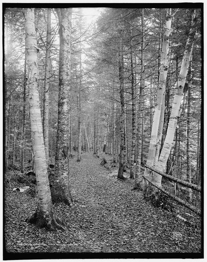 On the Ammonoosuc bridle path, White Mts., N.H.