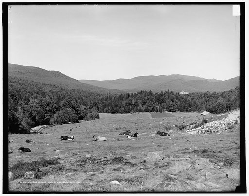 Looking toward Bretton Woods, White Mts., N.H.