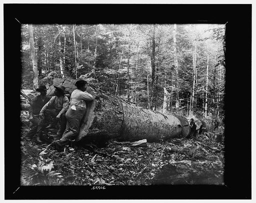 Giant poplar on the William [sic], West Virginia