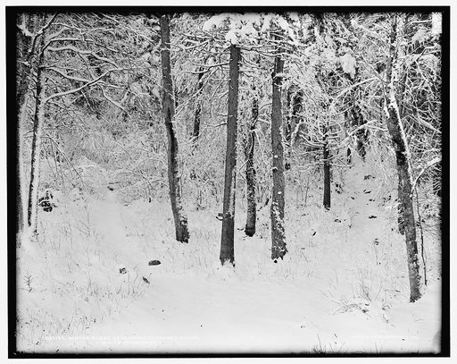 Winter scene near Mount Pleasant House, White Mountains