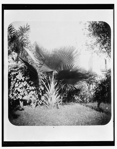 Cuban foliage