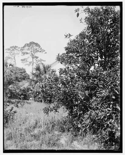 Orange trees, Ormond, Fla.