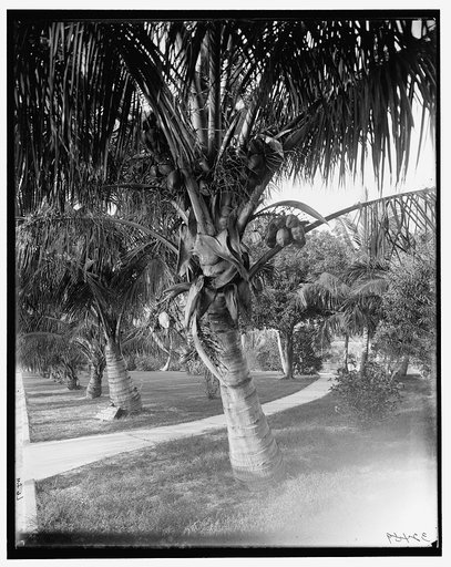 Cocoanut trees, Palm Beach, Fla.