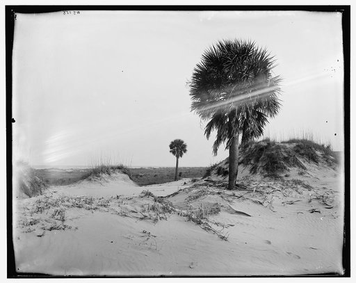 Palmettoes on Tybee Island, Savannah, Ga.