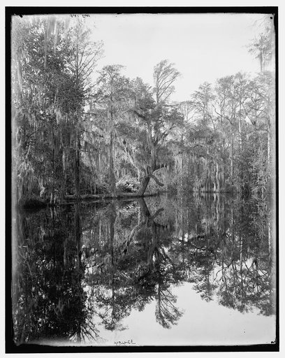 The lake at Magnolia-on-the-Ashley (Magnolia Gardens), Charleston, S.C.