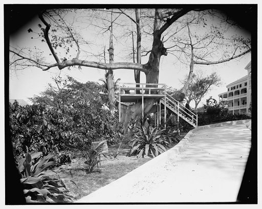 In grounds of the Royal Victoria [Hotel], Nassau, Bahama Islands