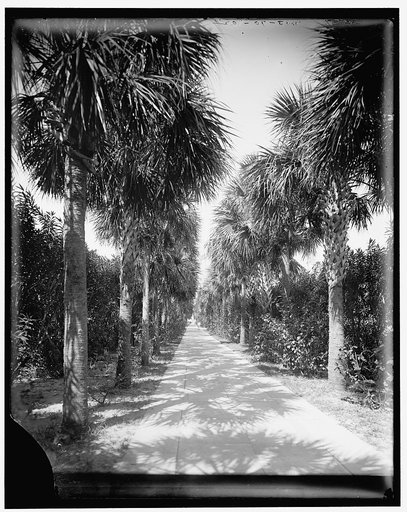 Ocean walk, Palm Beach, Fla.