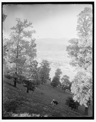 Asheville, N.C.
