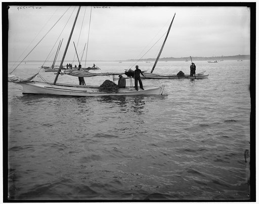 Oyster dredging