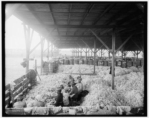Sorting cotton