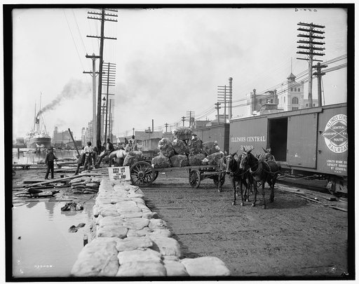 Mule teams and the levee, New Orleans, Louisiana
