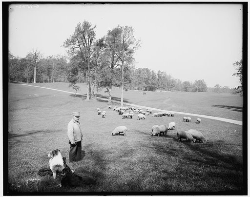 Sheep in Prospect Park, Brooklyn, N.Y.