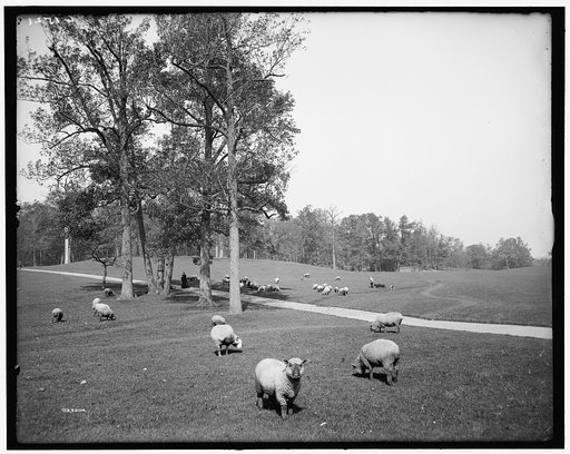 Sheep in Prospect Park, Brooklyn, N.Y.