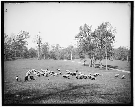 Sheep in Prospect Park, Brooklyn, N.Y.
