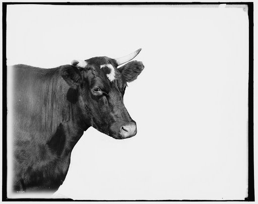 Head of cow