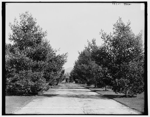 Approach to Forest Hills Hotel, Franconia Village, White Mountains