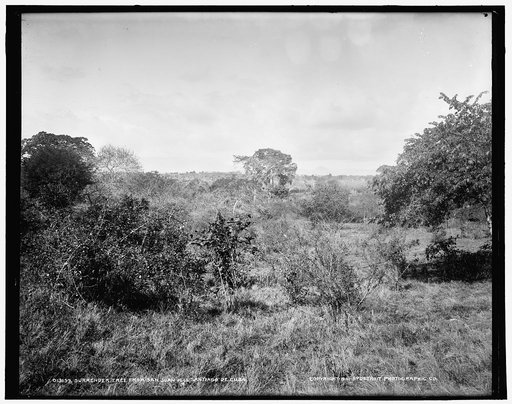 Surrender tree from San Juan Hill, Santiago de Cuba