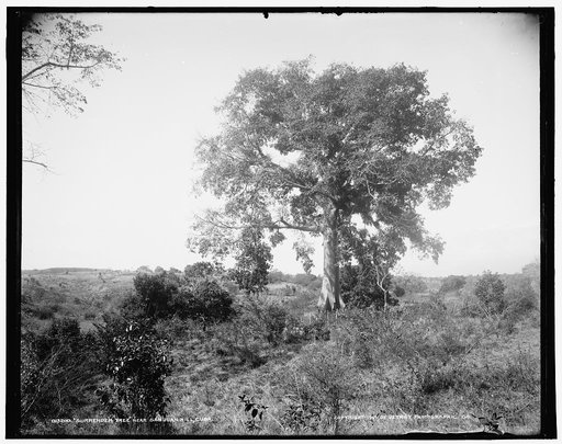 Surrender tree near San Juan Hill, Cuba