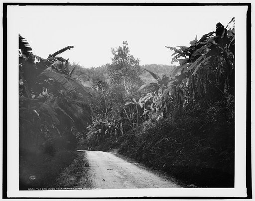 The Bog Walk near Spanish Town, Jamaica, W.I.