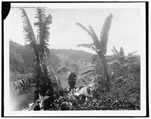 Wild banana plants, Jamaica, W.I.