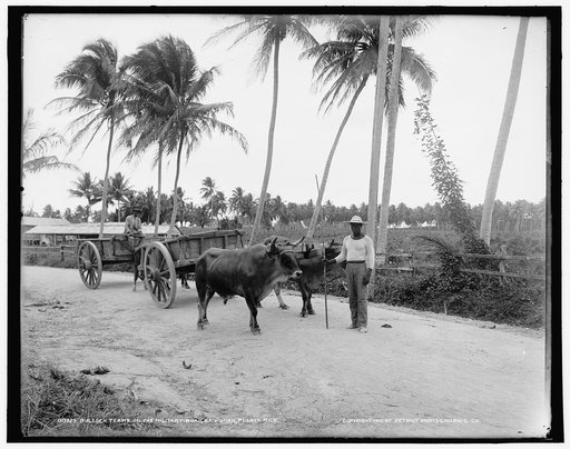 Bullock teams on the military road, San Juan, Puerto Rico