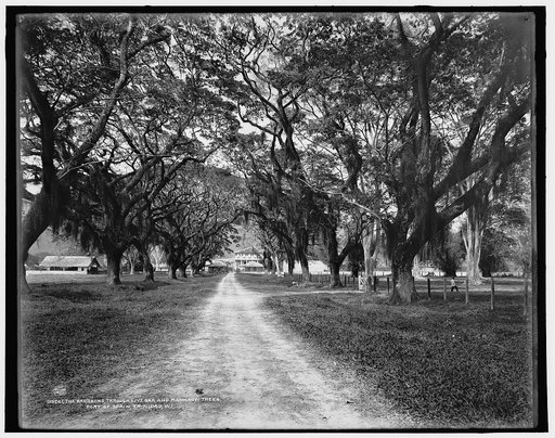 The Barracks, through live oak and mahogany trees, Port of Spain, Trinidad, W.I.
