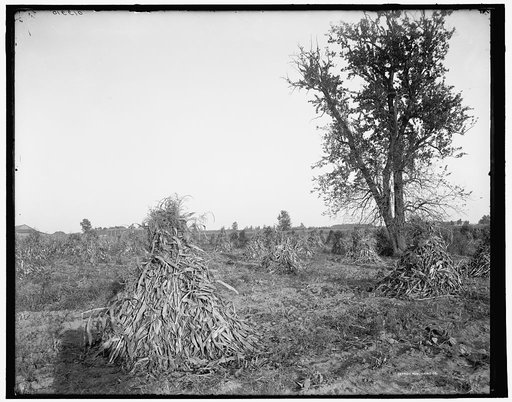 A Cornfield