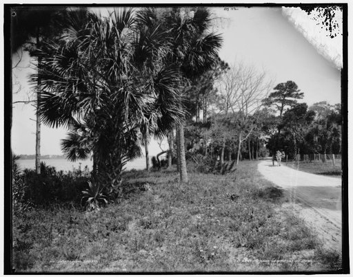 On the Ormond road, Daytona, Fla.