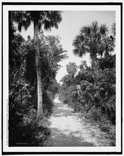 Bicycle path to ostrich farm, Palm Beach, Fla.