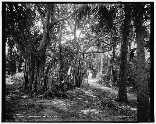 Bicycle path to ostrich farm, Palm Beach, Fla.