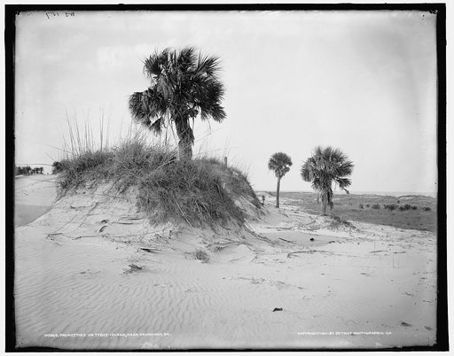 Palmettoes on Tybee Island, near Savannah, Ga.