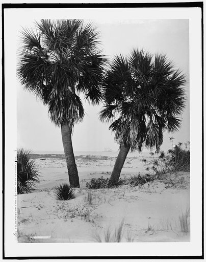 Palmettoes on Tybee Island, near Savannah, Ga.