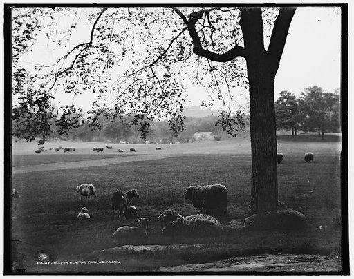 Sheep in Central Park, New York