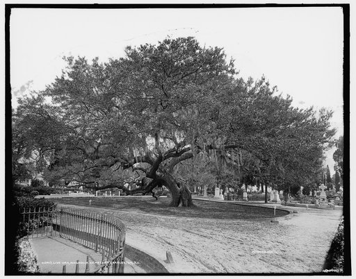 Live oak, Magnolia Cemetery, Charleston, S.C.