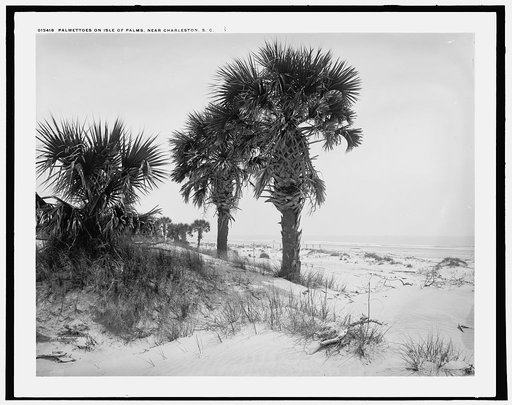 Palmettoes on Isle of Palms near Charleston, S.C.
