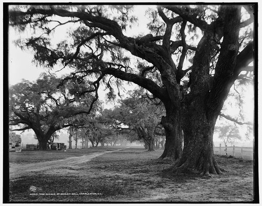 Oak avenue at Ashley Hall, Charleston, S.C.