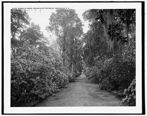 Magnolia Avenue, Magnolia-on-the-Ashley [i.e. Magnolia Gardens], Charleston, S.C.